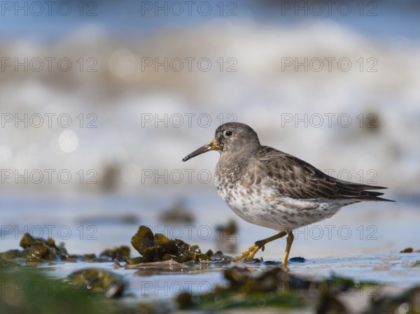 Purple Sandpiper (Calidris maritima), Schleswig-Holstein, Germany