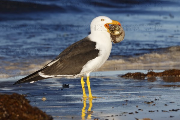 Pacific Gull (Larus pacificus georgii) feeding on whelk, South Australia, Australia