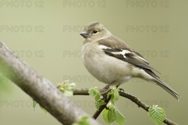 Common Chaffinch (Fringilla coelebs) female perched on a branch, North Rhine-Westphalia, Germany