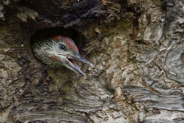 European Green Woodpecker (Picus viridis) juvenile peering out from nest hole, begging for food, North Rhine-Westphalia, Germany