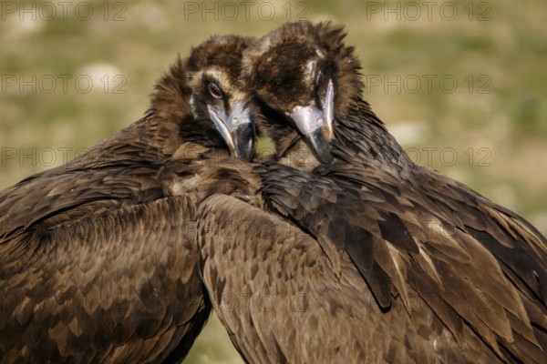 Cinereous Vulture (Aegypius monachus) couple preening the plumage, Castile and Leon, Spain
