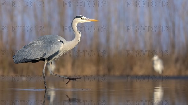 Grey Heron (Ardea cinerea), Hungary