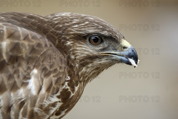 Common Buzzard (Buteo buteo), portrait, Castile and Leon, Spain