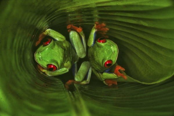 Red-eyed tree frog (Agalychnis callidryas), the most famous frog in Costa Rica and possibly the world