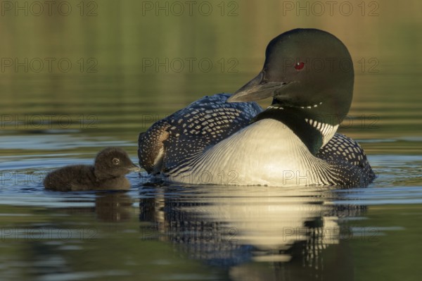 Great Northern Loon (Gavia immer) with chick, British Columbia, Canada