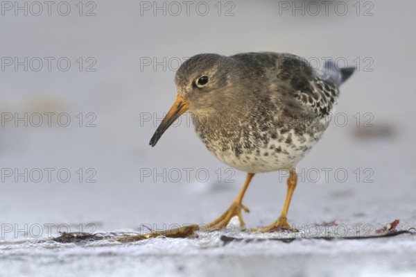 Purple Sandpiper (Calidris maritima), Schleswig-Holstein, Germany