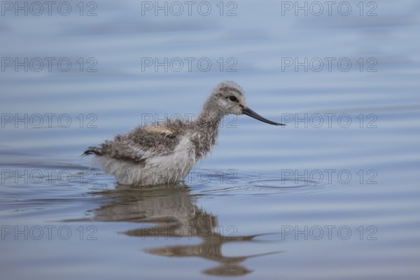 Pied Avocet (Recurvirostra avosetta) juvenile, Lesvos, Greece
