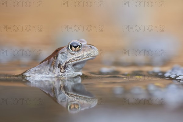 Common Frog (Rana temporaria) portrait in spawning pond, Canton of Grisons, Switzerland