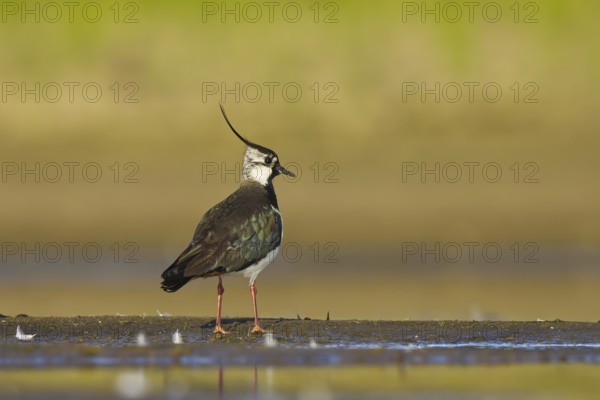 Northern Lapwing (Vanellus vanellus) male, North Rhine-Westphalia, Germany