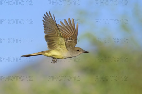 Brown-crested Flycatcher (Myiarchus tyrannulus) flying, Arizona, USA