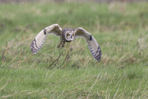 Short-eared Owl (Asio flammeus) flying, Netherlands