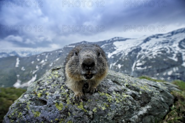 Cute fat animal Marmot, sitting on the stone with nature rock mountain habitat, Alp, Austria. Wildlife scene from wild nature. Funny image, detail of Marmot. Wide angle with habitat