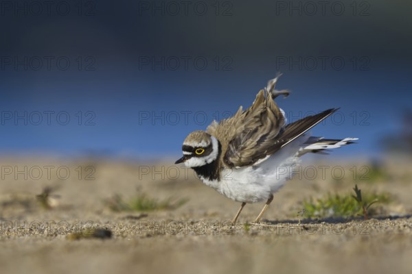 Little Ringed Plover (Charadrius dubius) male foraging, North Rhine-Westphalia, Germany