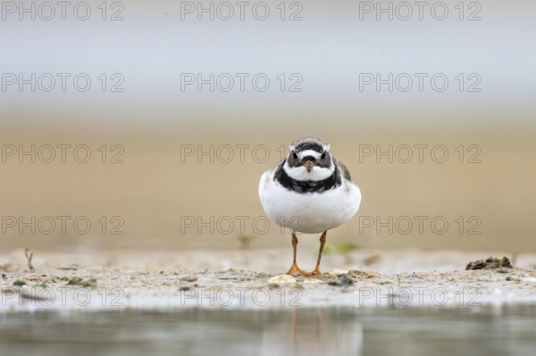 Common Ringed Plover (Charadrius hiaticula) foraging, North Rhine-Westphalia, Germany
