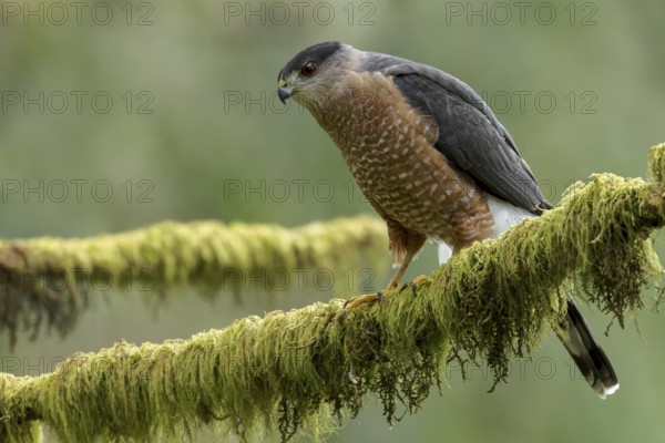 Coopers Hawk (Accipiter cooperii) perched on a branch in Victoria, BC, Canada