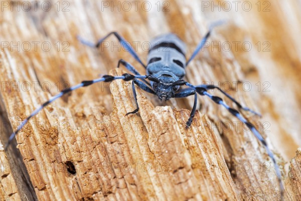 Rosalia Longicorn (Rosalia alpina) close-up on tree trunk, Bavaria, Germany