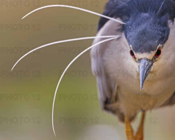 Black-crowned Night Heron (Nycticorax nycticorax), Hungary