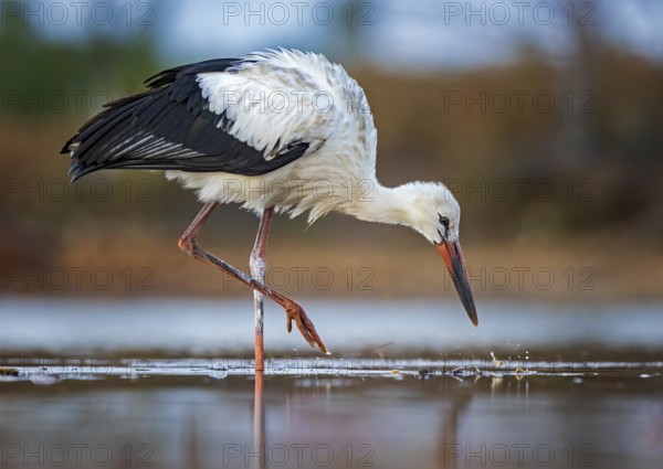 White Stork (Ciconia ciconia) foraging in shallow water, Saxony-Anhalt, Germany