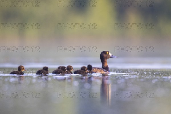 Tufted Duck (Aythya fuligula) female with chicks, North Rhine-Westphalia, Germany