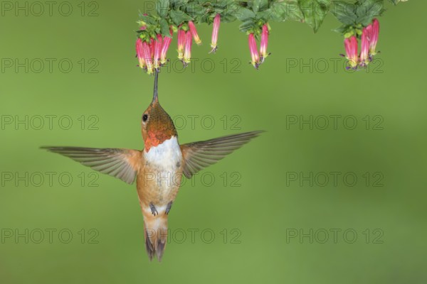 Rufous Hummingbird (Selasphorus rufus) male flying while feeding at flower nectar, Colorado, USA