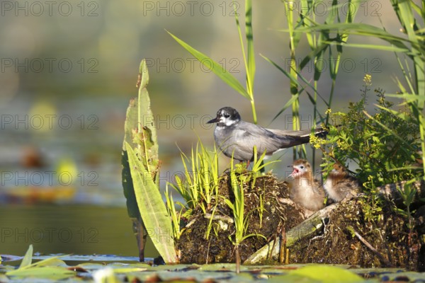 Black Tern (Chlidonias niger) with chicks, Mecklenburg-Western Pomerania, Germany