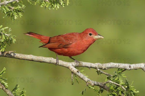 Summer Tanager (Piranga rubra), Texas, USA