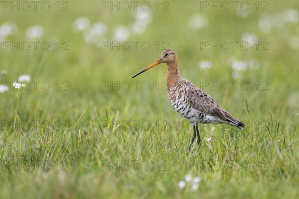Black-tailed Godwit (Limosa limosa), Lower Saxony, Germany