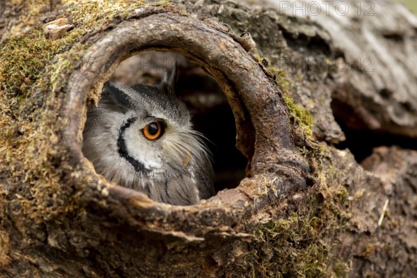 Southern White-faced Owl (Ptilopsis granti) captive, peering out of a tree hollow, Germany