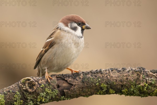 Eurasian Tree Sparrow (Passer montanus) perched on a branch, Lower Saxony, Germany