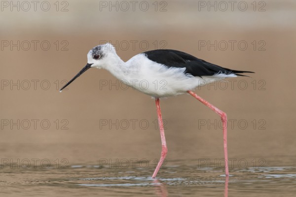 Black-winged Stilt (Himantopus himantopus) foraging, Eilat, Israel