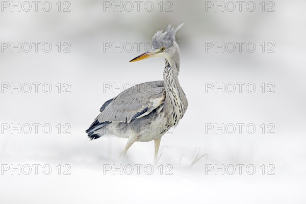 Grey Heron in white snow, wind during cold winter. Wildlife scene from Poland nature. Snow storm with bird. Heron with snow in the nature habitat