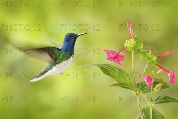 Bird with red flower. Hummingbird White-necked Jacobin, flying next to beautiful red flower with green forest background, Tandayapa, Ecuador. Hummingbird in the tropic forest. Wildlife tropic nature