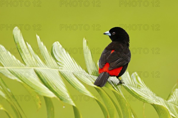 Tanager from tropic forest. Black and red song bird. Scarlet-rumped Tanager, Ramphocelus passerinii, exotic tropic red and black song bird form Costa Rica, in the green forest nature habitat