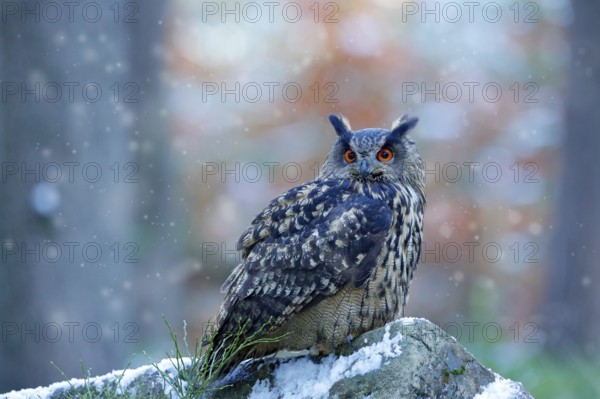 Eagle Owl, Bubo bubo, snow and light, winter forest habitat in background, white trees. Wildlife scene from nature forest, Germany. Owl behaviour. Forest bird, cold ice winter