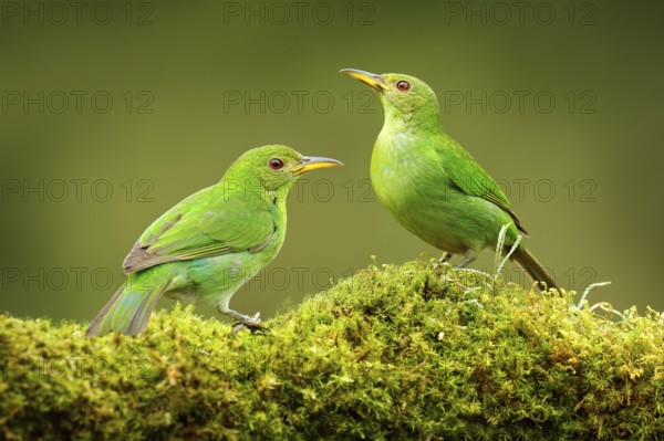 Green Honeycreeper, Chlorophanes spiza, exotic tropical malachite green and blue bird form Costa Rica. Close-up portrait of nice animal in habitat. Two bird in tropic