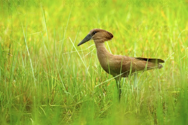 Hamerkop, Scopus umbretta, in the green grass. wet season in Africa. Brown bird in the nature habitat. Wildlife scene from Moremi, Okavango delta