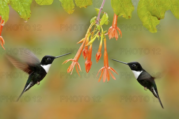 Hummingbird with flower. Collared Inca, Coeligena torquata, dark green black and white hummingbird flying next to beautiful orange flower, Colombia. Wildlife scene from nature