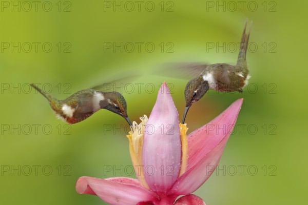 Two hummingbird with pink flower, fly. Beautiful flowered habitat with bird. Little bird flight Purple-throated Woodstar, Calliphlox mitchellii, in the bloom flower, Colombia, Wildlife tropic jungle