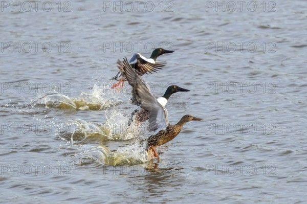 Northern Shoveler (Spatula clypeata) group taking flight, Mecklenburg-Western Pomerania, Germany