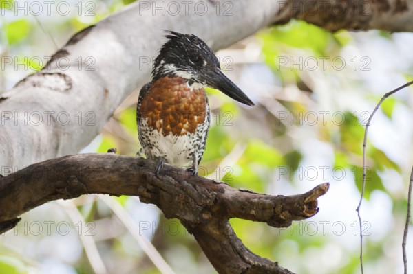 Giant Kingfisher (Megaceryle maxima), Okavango-Delta, Botswana