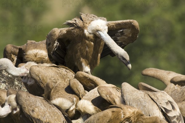 Griffon Vulture (Gyps fulvus), Madrid, Spain