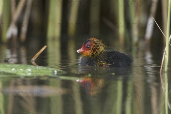 Eurasian Coot (Fulica atra) juvenile, Saxony, Germany