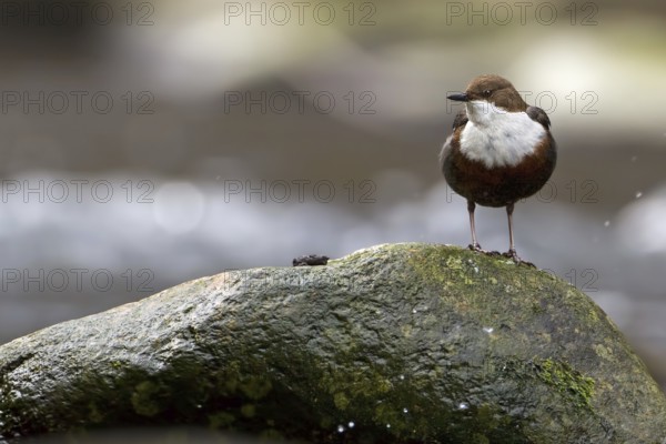 White-throated Dipper (Cinclus cinclus), Saxony-Anhalt, Germany