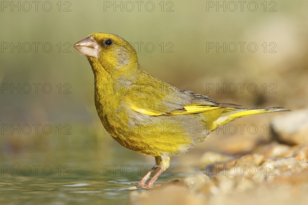 European Greenfinch (Chloris chloris), Croatia