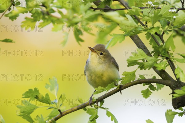 Icterine Warbler (Hippolais icterina), Baden-Wuerttemberg, Germany