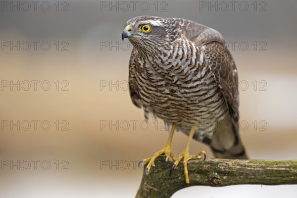 Eurasian Sparrowhawk (Accipiter nisus), Saxony-Anhalt, Germany