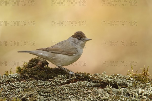 Eurasian Blackcap (Sylvia atricapilla) female, Utrecht, Netherlands