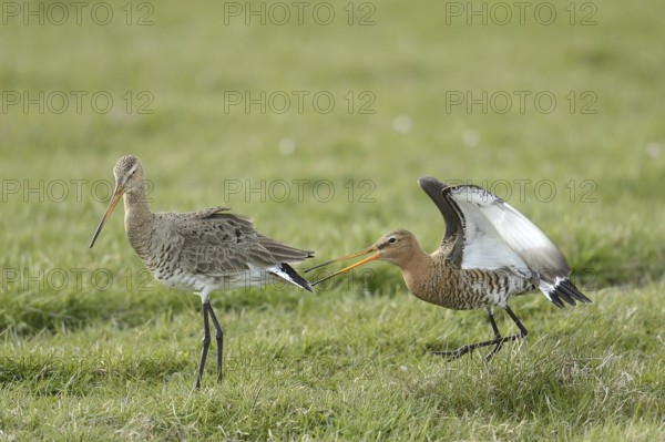 Black-tailed Godwit (Limosa limosa) mating, Texel, Netherlands
