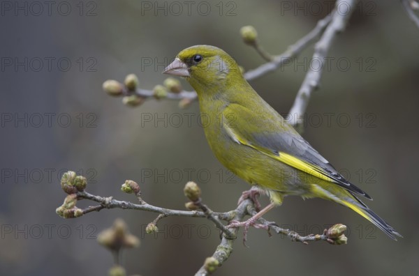 European Greenfinch (Chloris chloris), Saxony, Germany