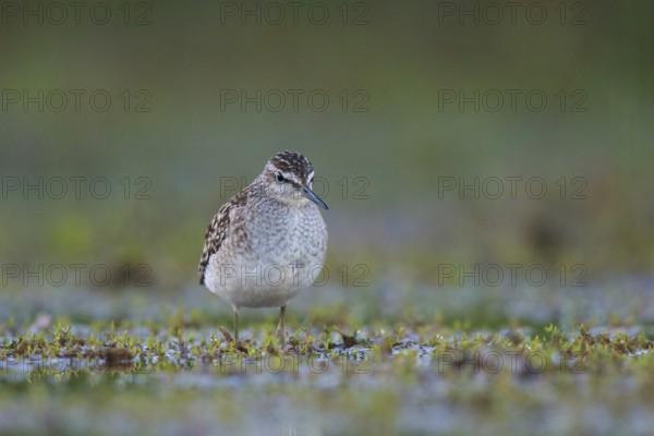 Wood Sandpiper (Tringa glareola) foraging, North Rhine-Westphalia, Germany